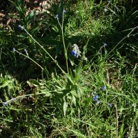 Cynoglossum zeylanicum (Sw. ex Lehm.) Thunb. ex Brand